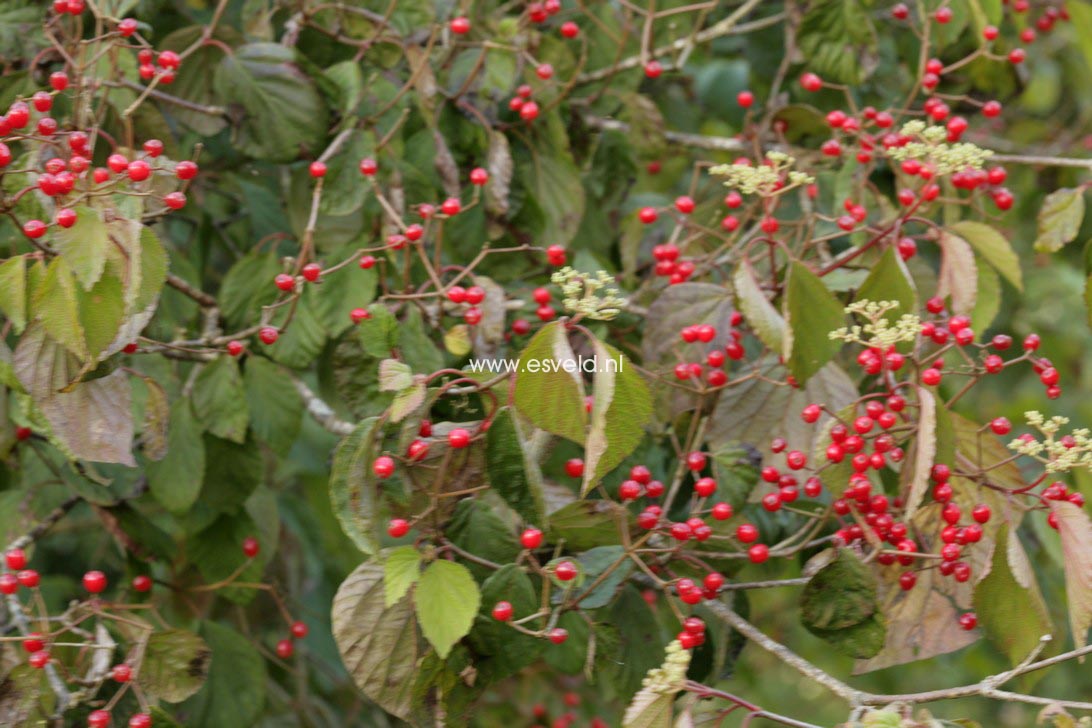 Viburnum 'Oneida'