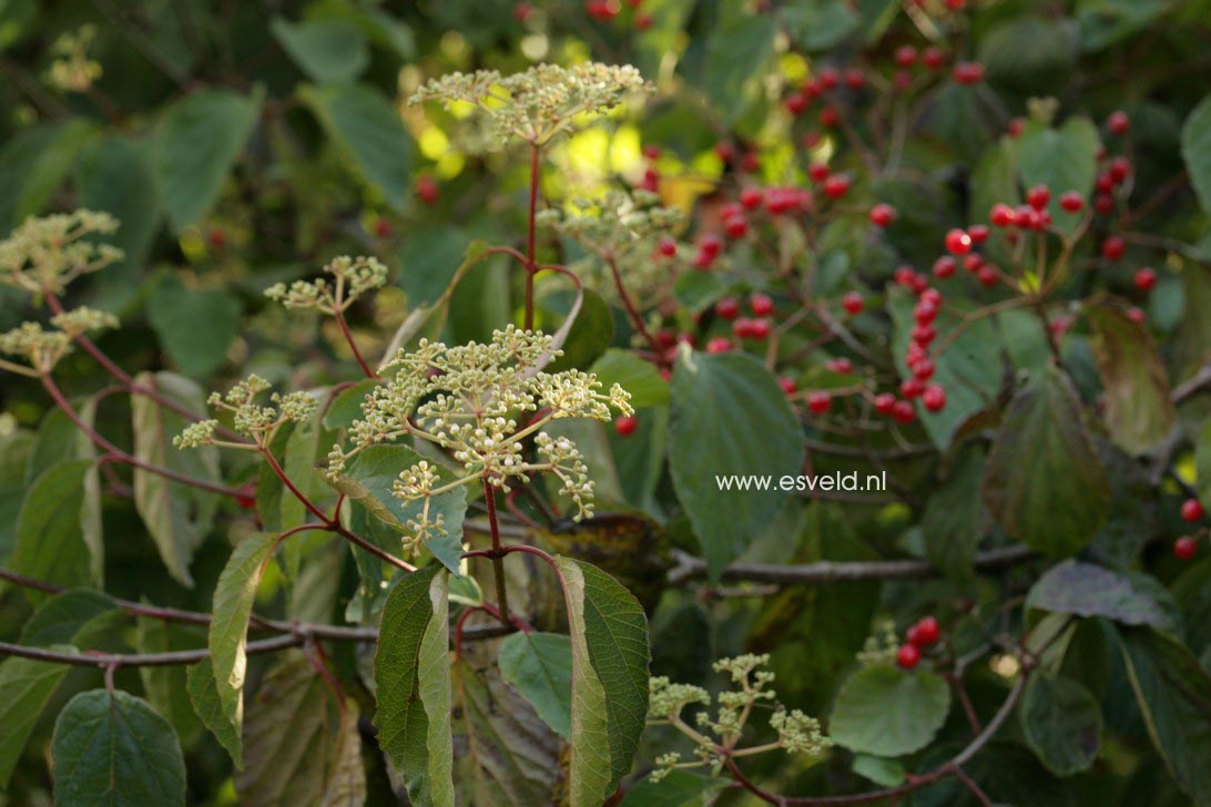 Viburnum 'Oneida'