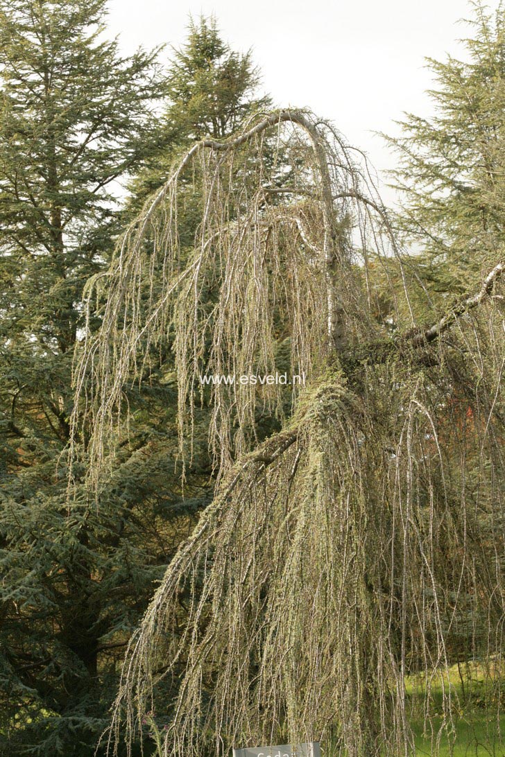 Cedrus libani ssp. atlantica