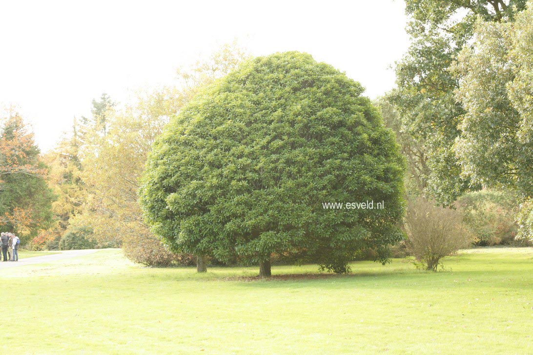 Quercus acuta