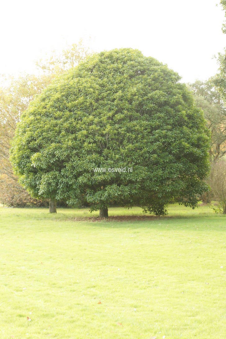 Quercus acuta