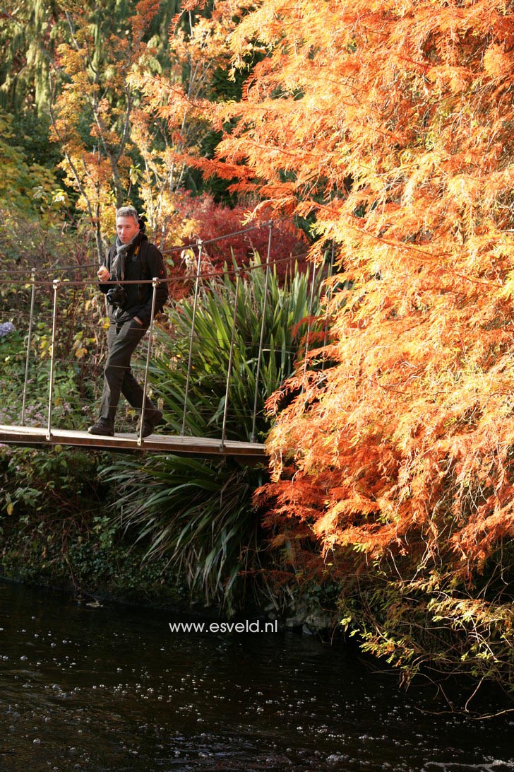 Taxodium distichum