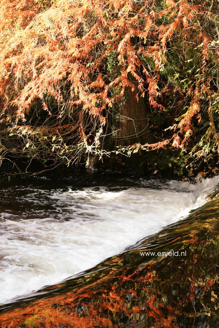 Taxodium distichum