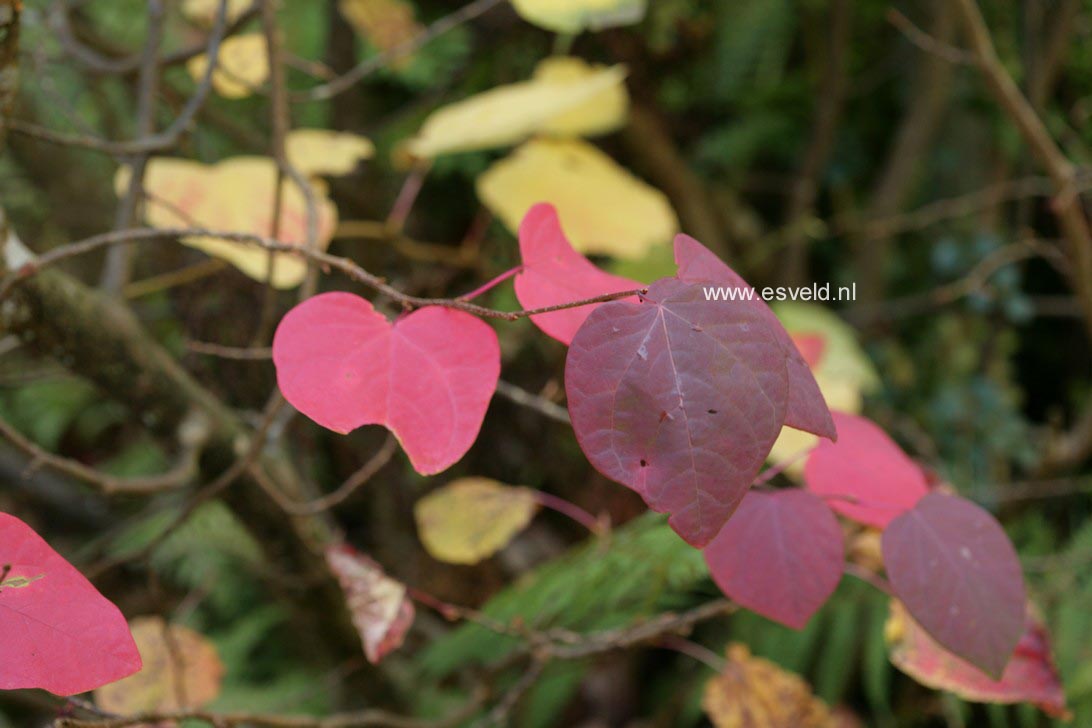 Disanthus cercidifolius