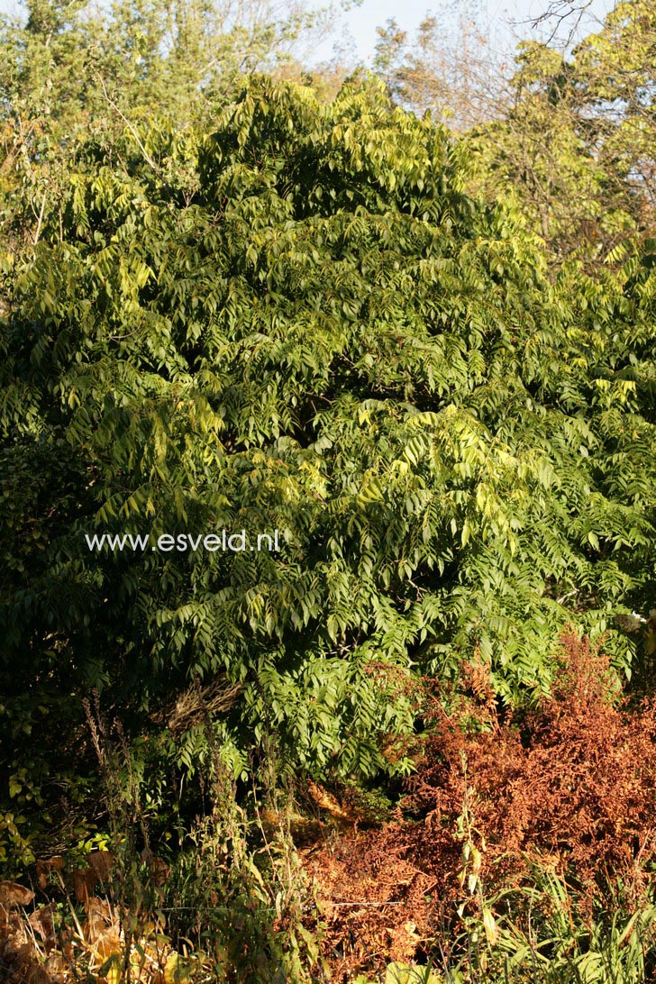 Platycarya strobilacea