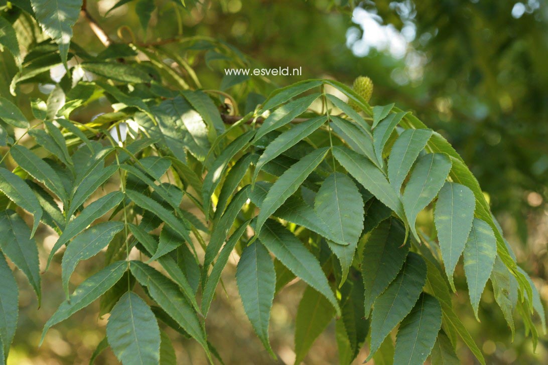 Platycarya strobilacea