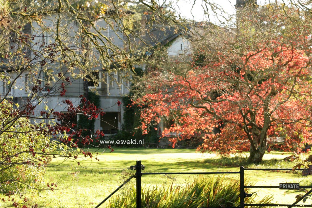 Acer palmatum ssp. amoenum