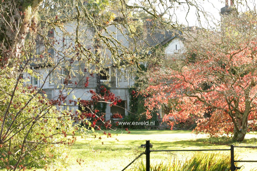 Acer palmatum ssp. amoenum