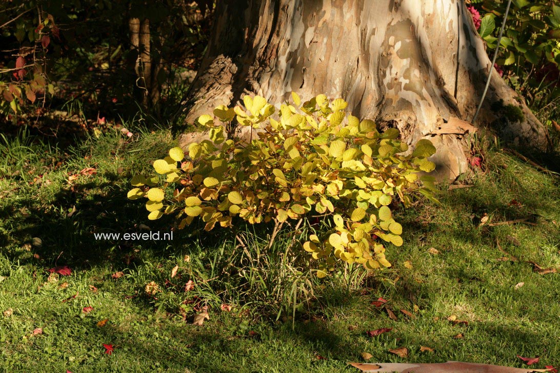 Cotinus coggygria 'Ancot' (GOLDEN SPIRIT)