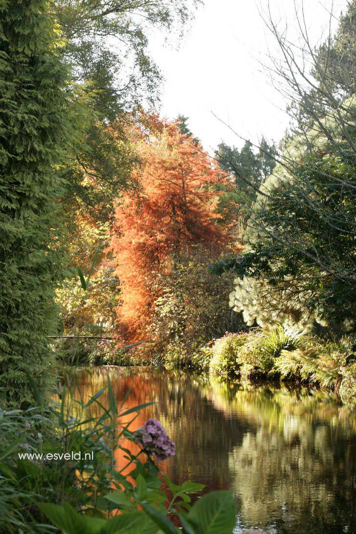 Taxodium distichum