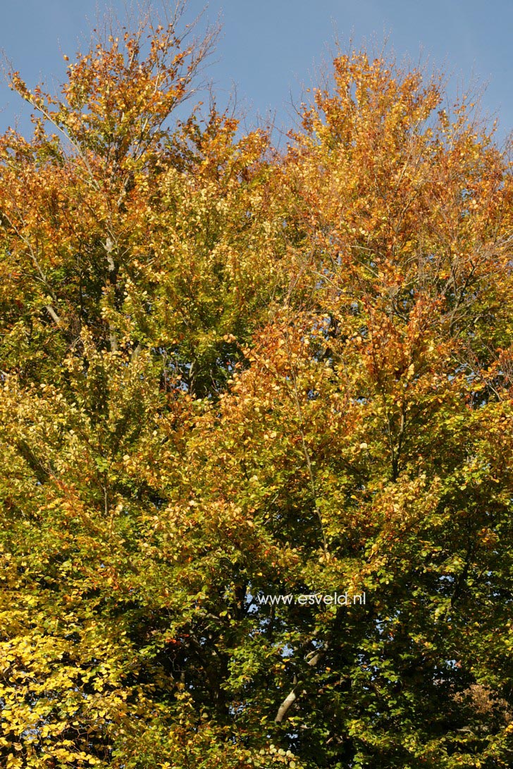 Fagus sylvatica