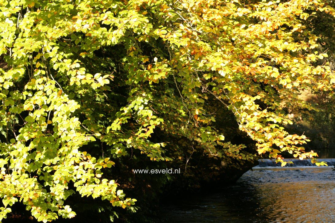 Fagus sylvatica