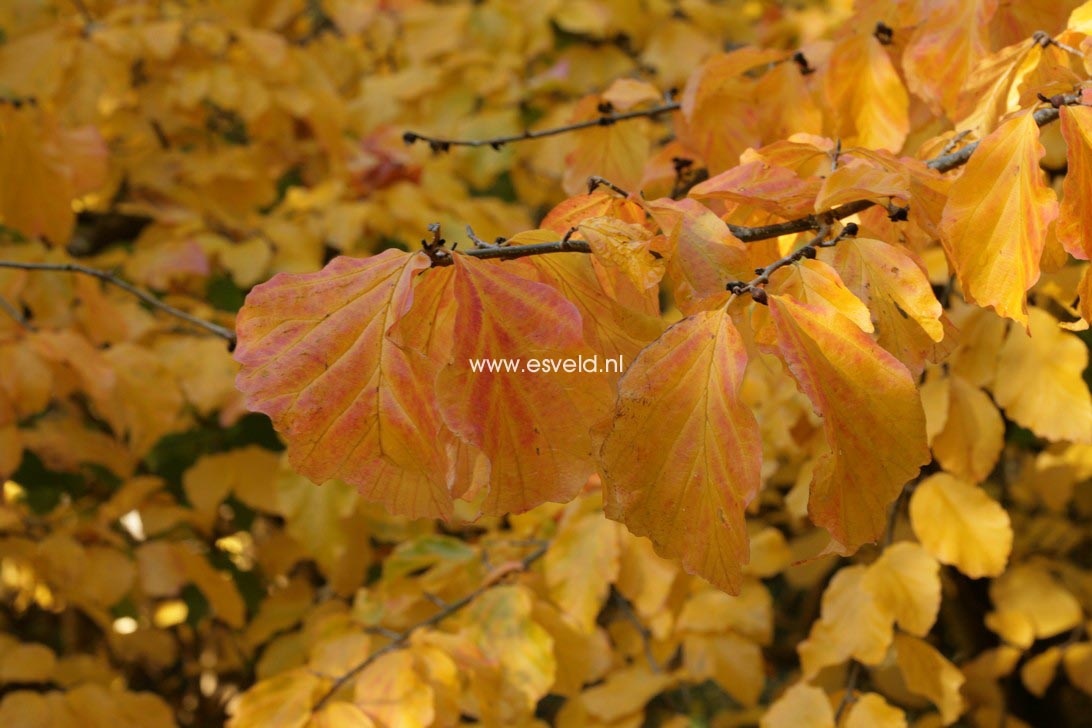 Parrotia persica