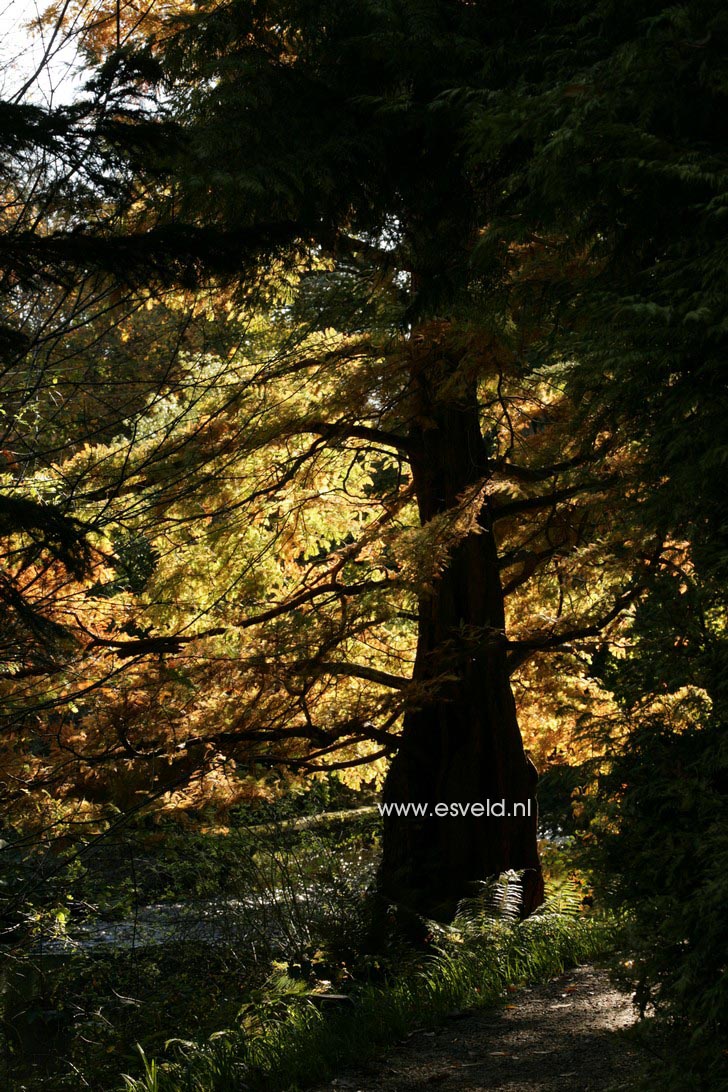 Metasequoia glyptostroboides