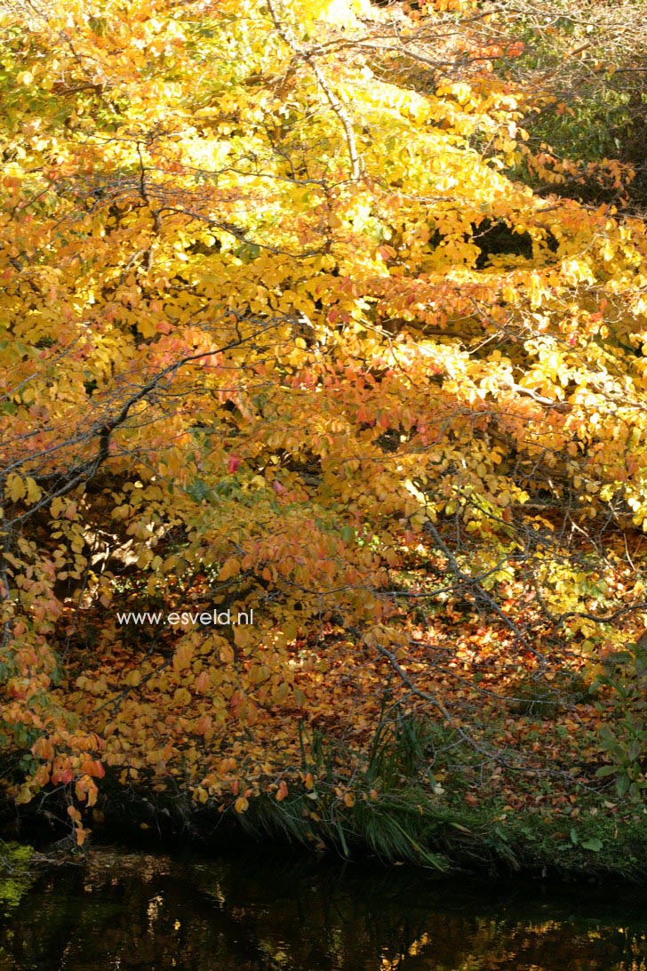 Parrotia persica