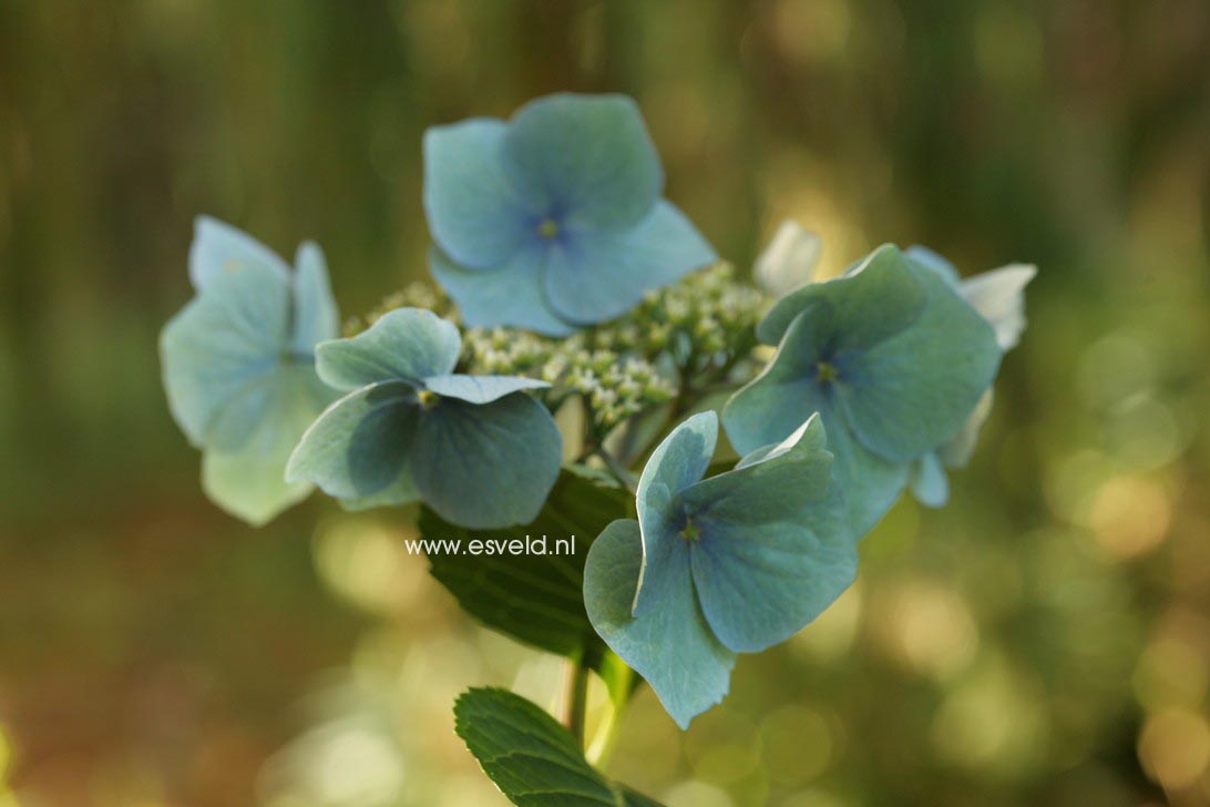 Hydrangea macrophylla 'Blaumeise' (syn.'Blue Sky')