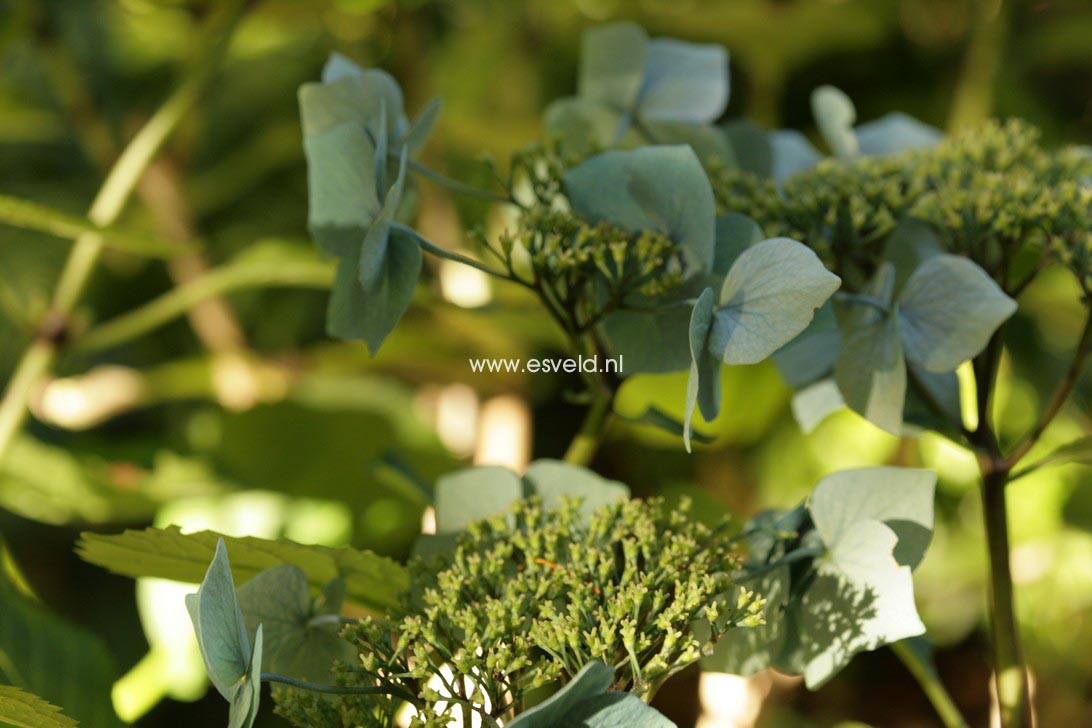 Hydrangea macrophylla 'Blaumeise' (syn.'Blue Sky')