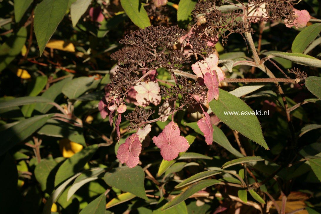 Hydrangea villosa