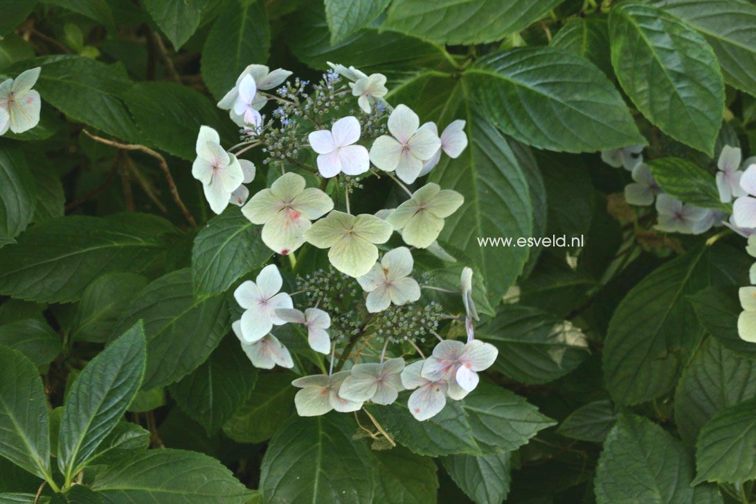 Hydrangea macrophylla 'Mariesii Grandiflora'