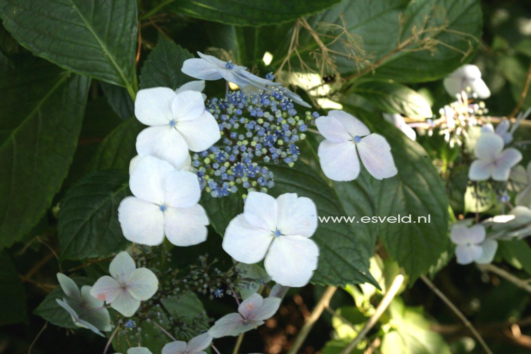 Hydrangea macrophylla 'Mariesii Grandiflora'