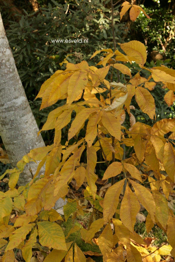 Carya glabra