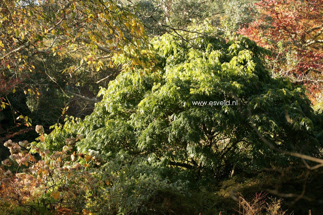 Platycarya strobilacea