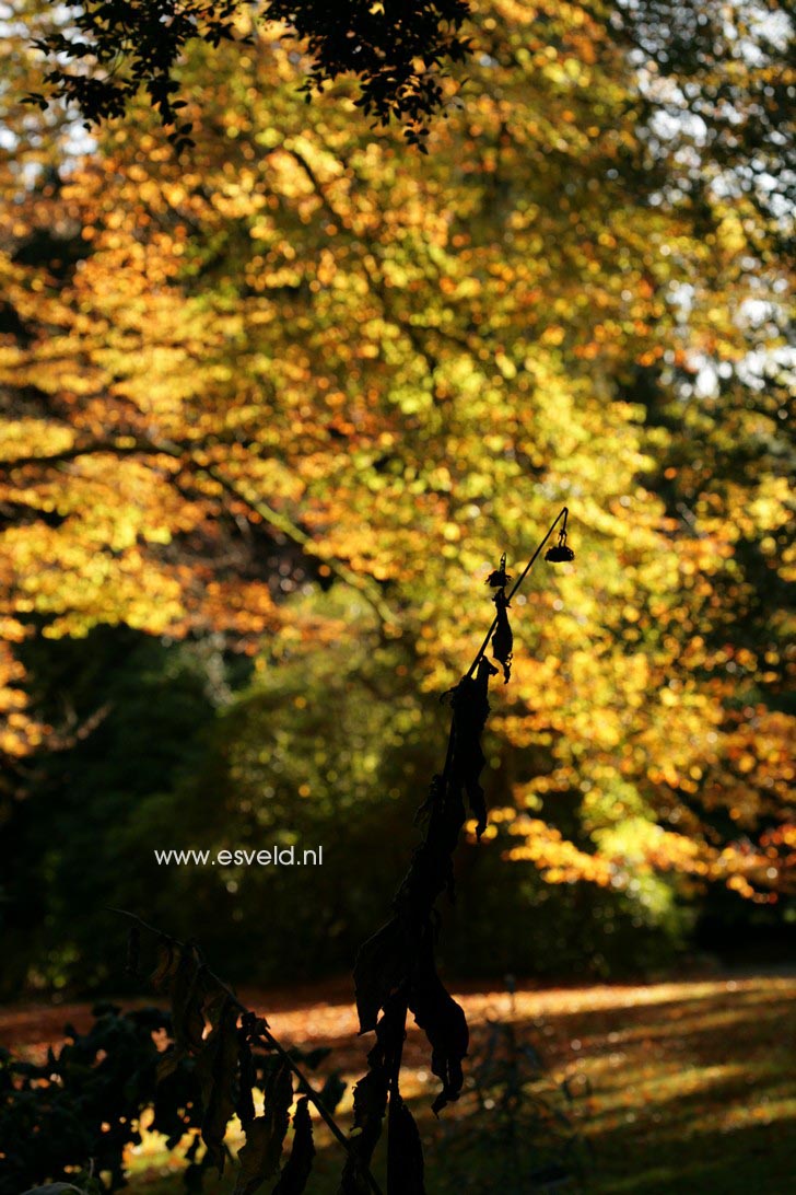 Fagus sylvatica