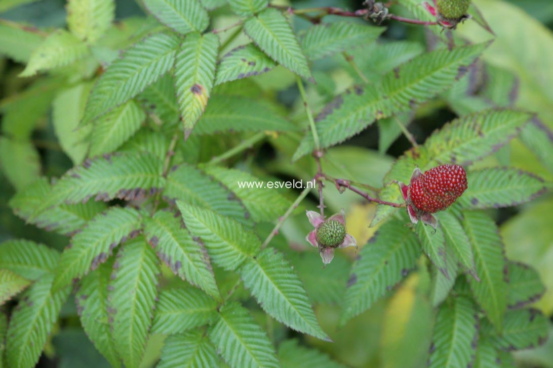 Rubus illecebrosus