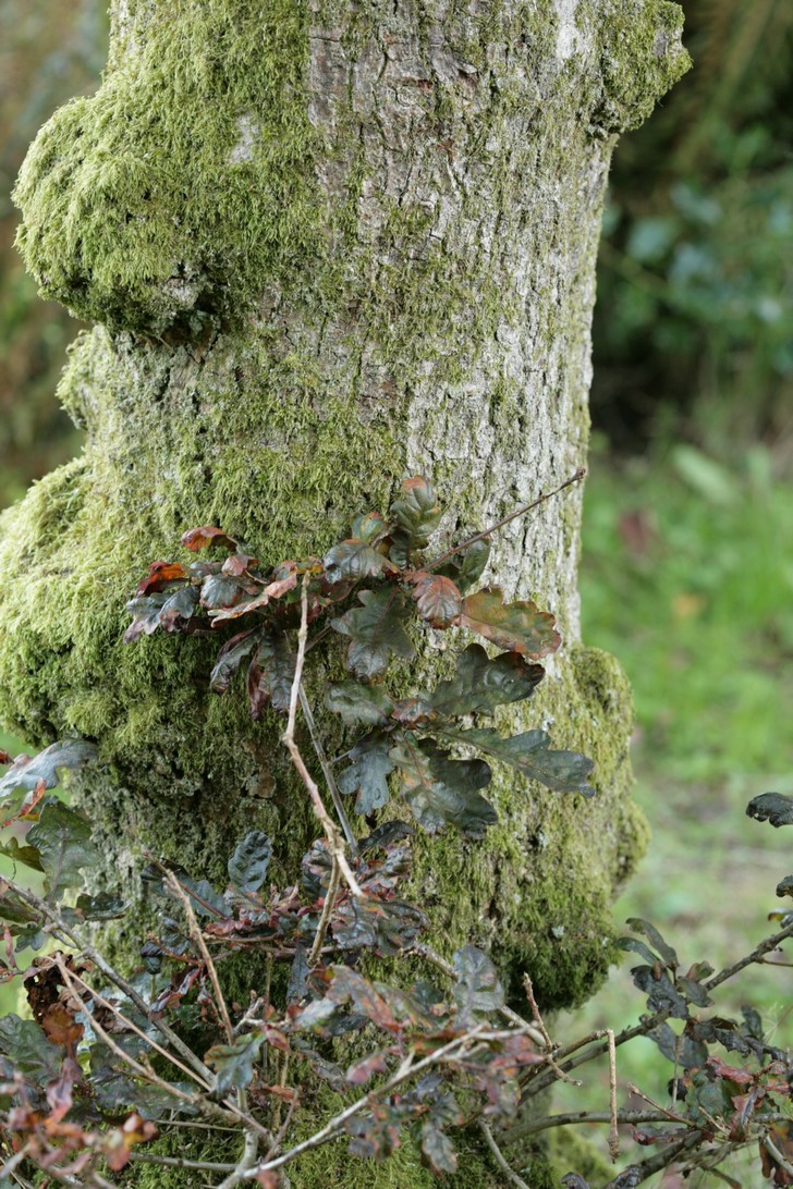 Quercus robur 'Atropurpurea'