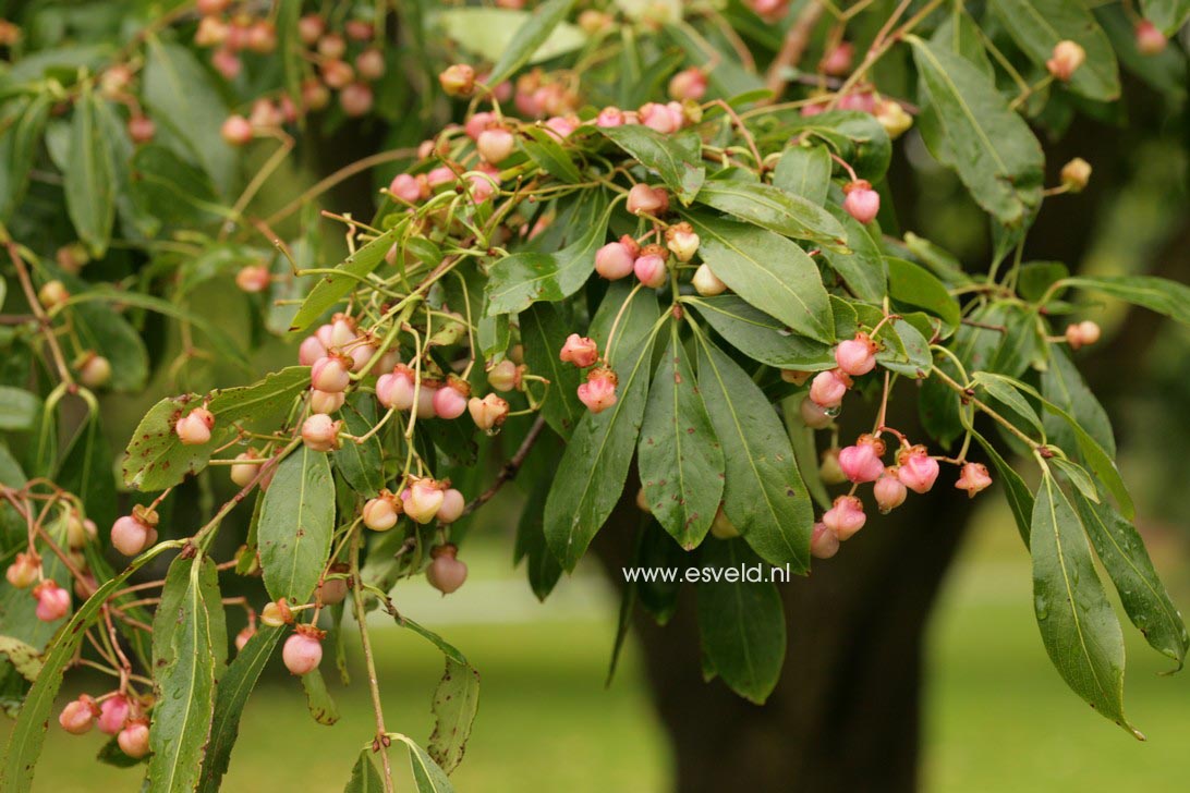 Euonymus grandiflorus