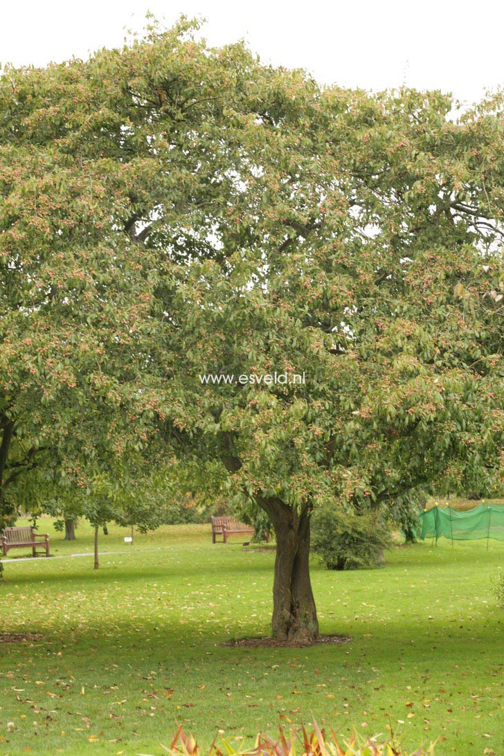 Euonymus grandiflorus