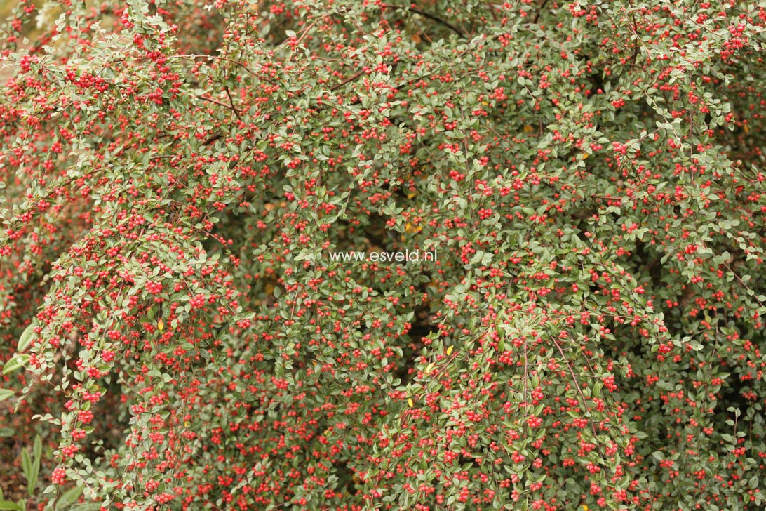 Cotoneaster dielsianus