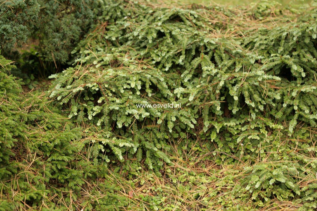 Sequoia sempervirens 'Prostrata'