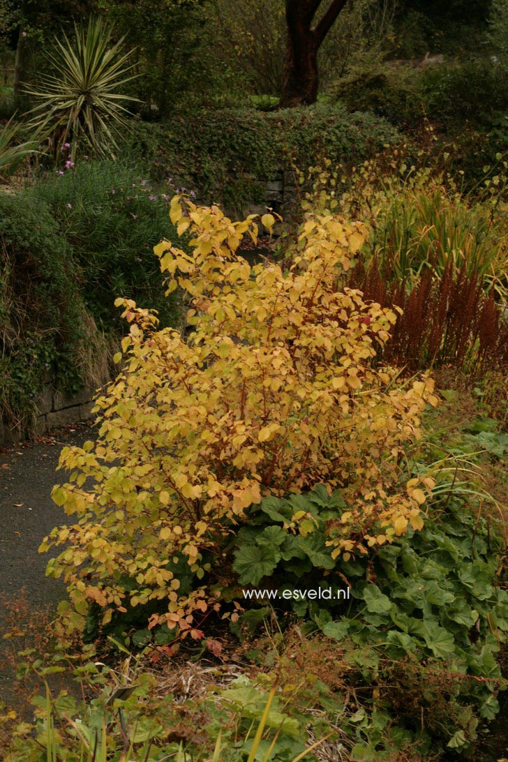 Cornus sanguinea 'Midwinter Fire'