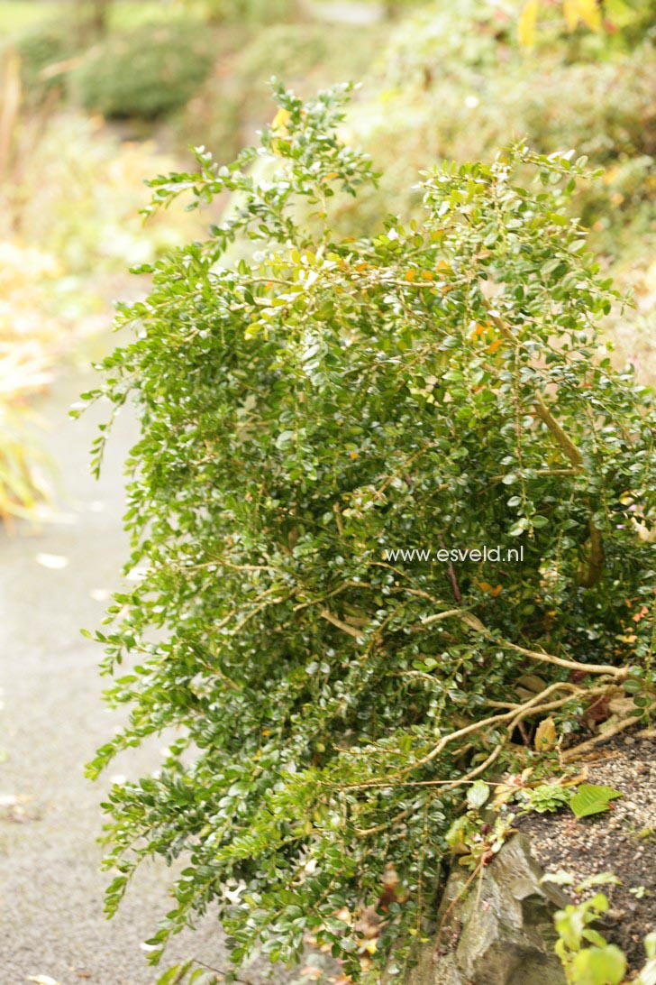 Buxus sempervirens 'Latifolia Pendula'