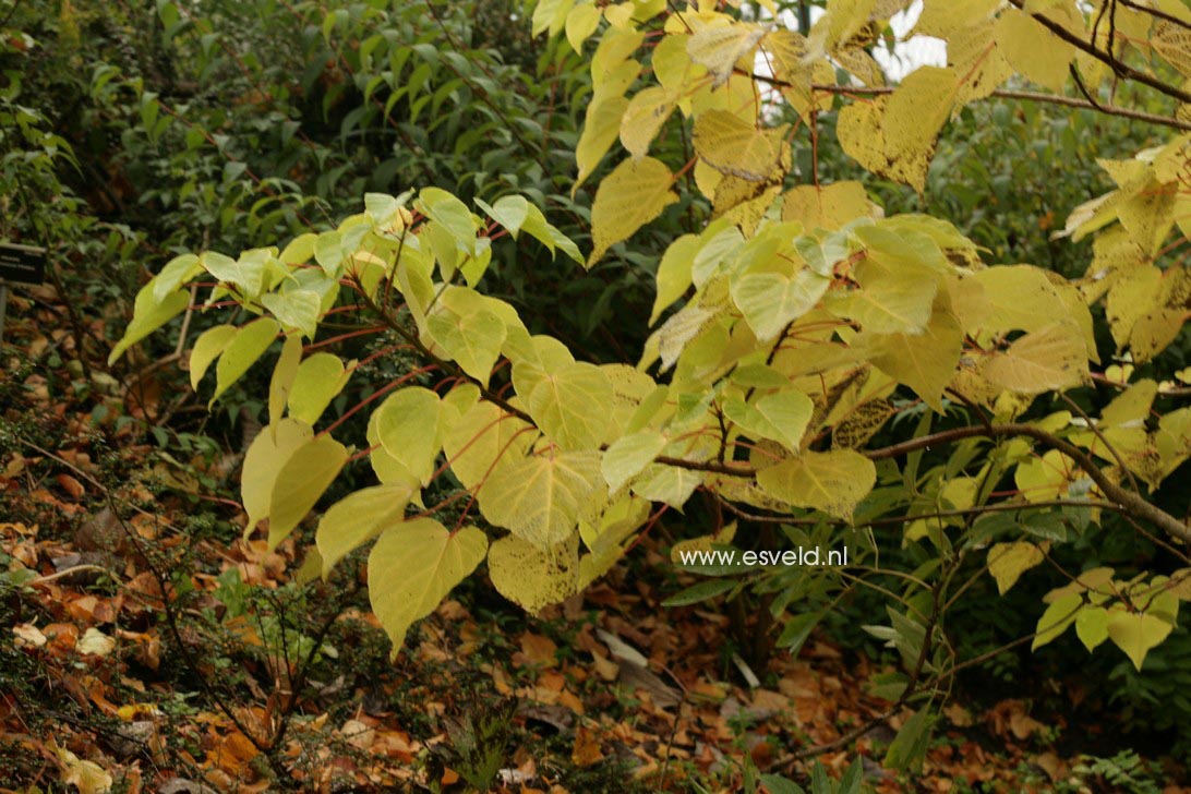 Idesia polycarpa