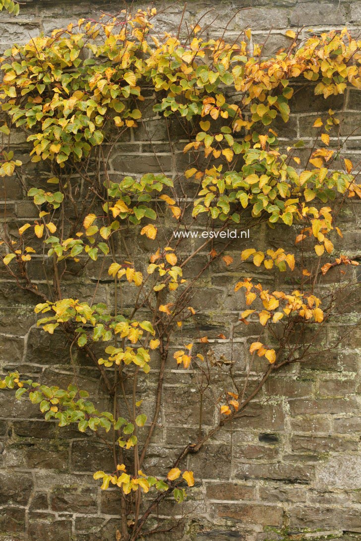 Actinidia arguta