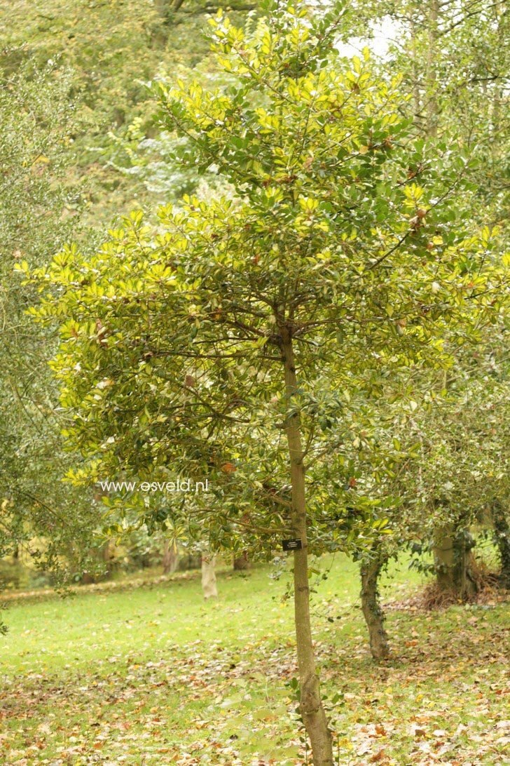 Ilex altaclerensis 'Lawsoniana'