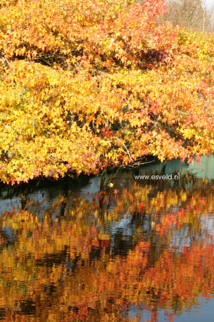 Liquidambar styraciflua 'Pendula'