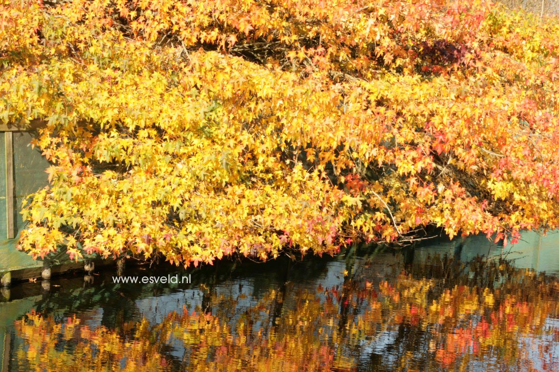 Liquidambar styraciflua 'Pendula'