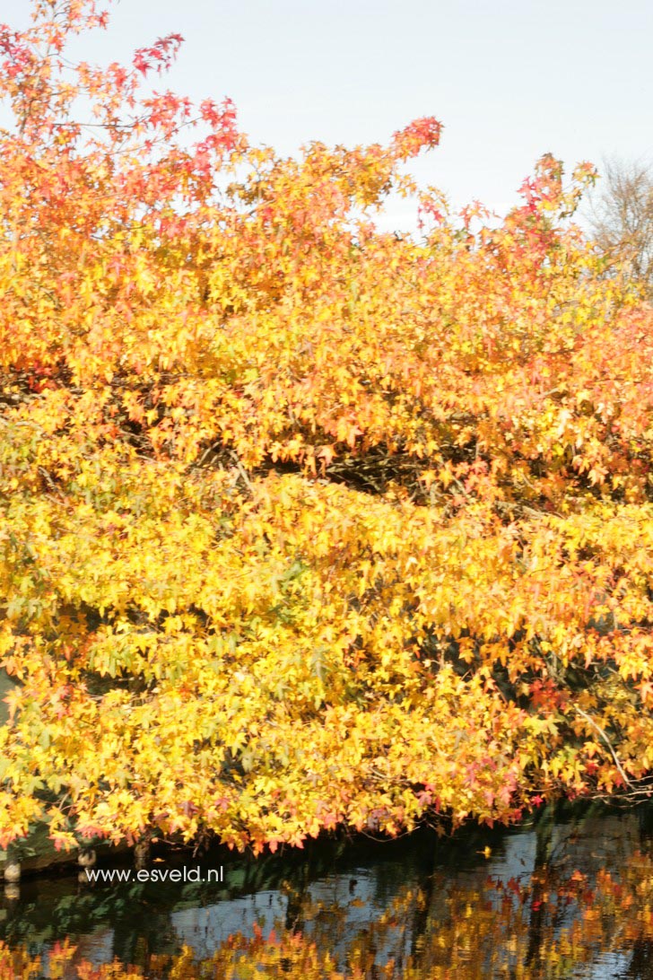 Liquidambar styraciflua 'Pendula'