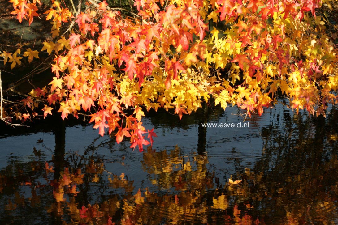 Liquidambar styraciflua 'Pendula'