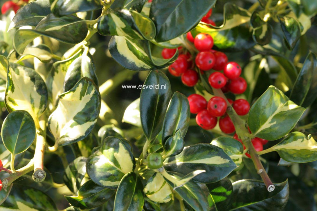 Ilex aquifolium 'Gold Flash'