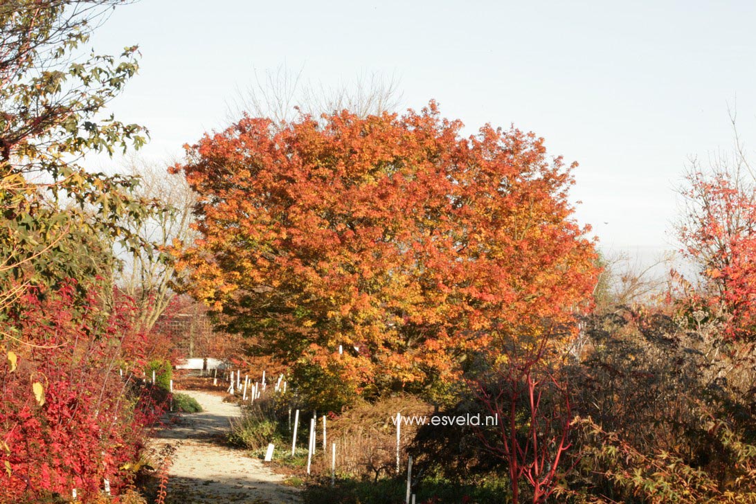 Acer palmatum 'Sekka yatsubusa'