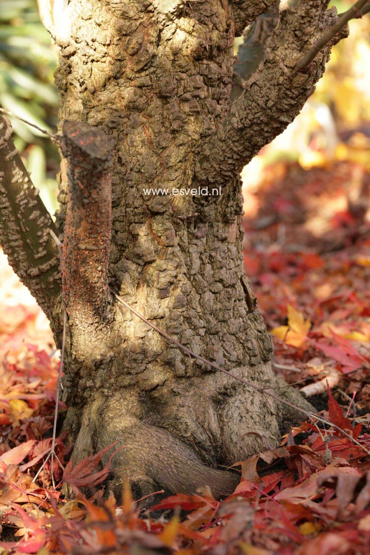 Acer palmatum 'Arakawa'