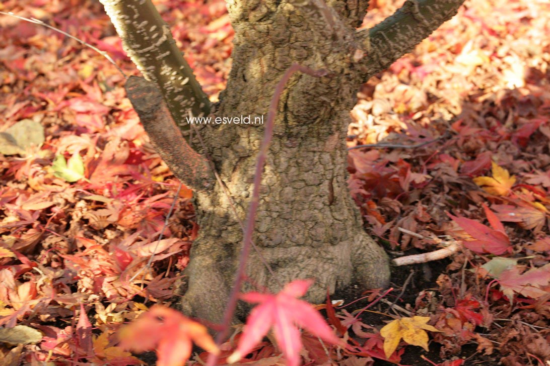 Acer palmatum 'Arakawa'