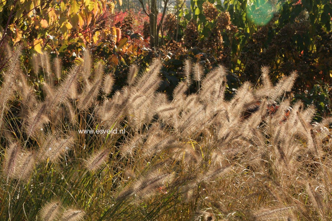 Pennisetum alopecuroides var. viridescens