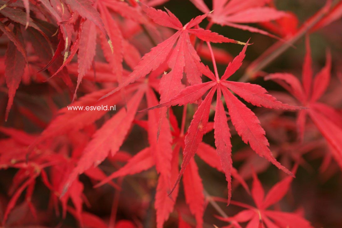 Acer palmatum 'Sumi nagashi'