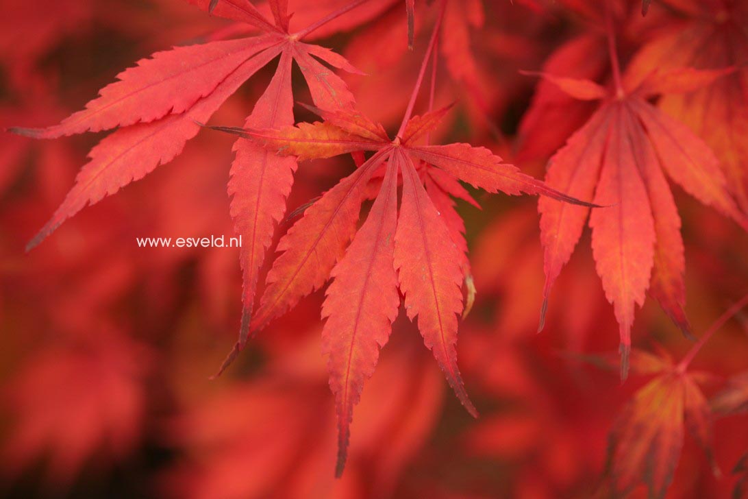 Acer palmatum 'Sumi nagashi'