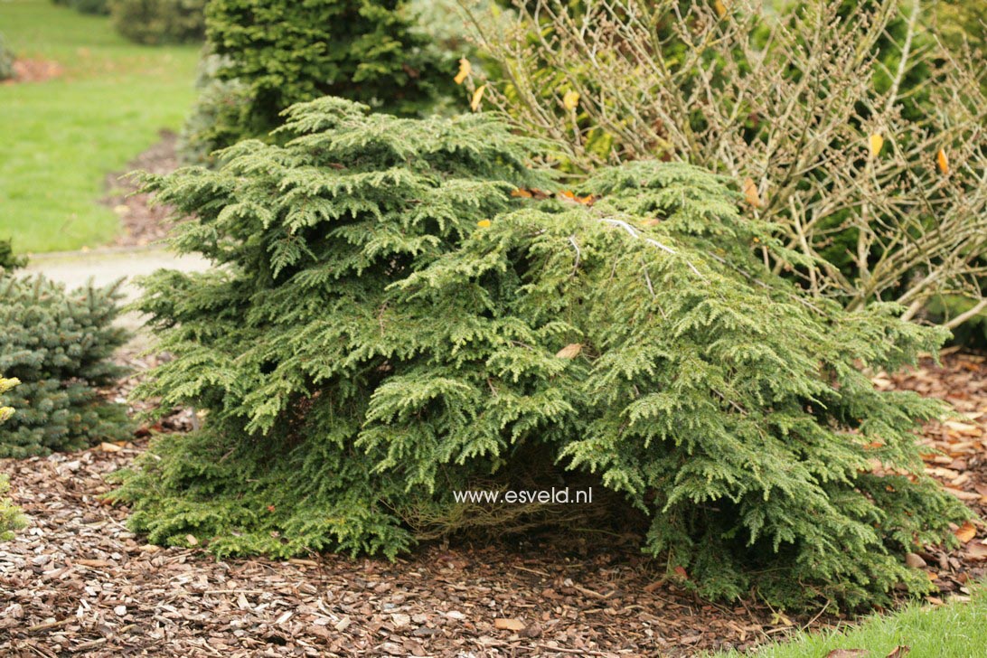 Tsuga canadensis 'Popeleski'